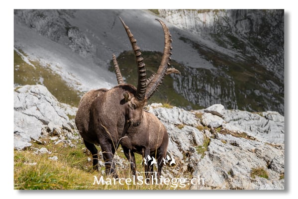 Marcel Schiegg, Marcel Schiegg Fotografie, Alpensteinbock, Steinbock, Wildtiere, Alpstein, Herbst