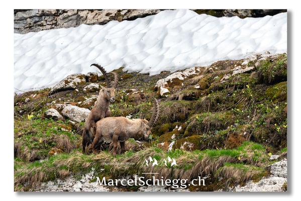 Steinbock/Alpstein Art.-Nr. MS5-4278