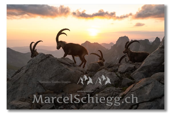 Steinbock/Alpstein Art.-Nr. MZ7-0813