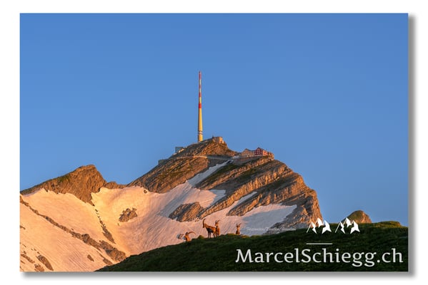 Marcel Schiegg Fotografie, Marcel Schiegg, Säntis, Alter Säntis, Alpensteinbock, Steinbock, Alpstein