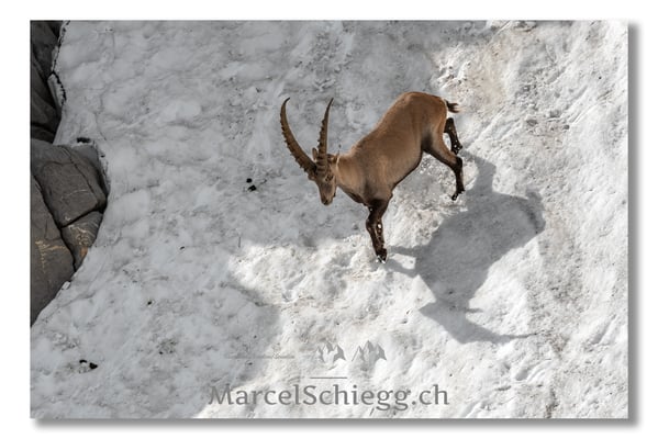 Steinbock/Alpstein Art.-Nr. MS5-3983