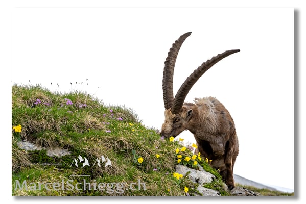 Steinbock/Alpstein Art.-Nr. MS5-3120