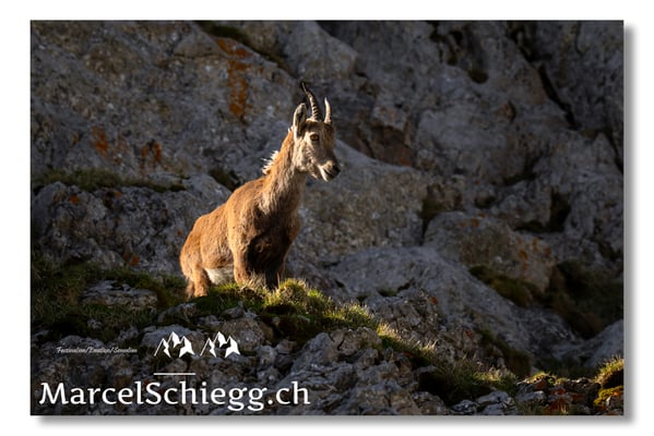 Marcel Schiegg, Marcel Schiegg Fotografie, Alpensteinbock, Steinbock, Wildtiere, Alpstein