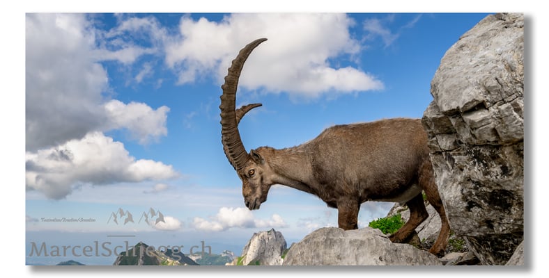 Steinbock/Alpstein Art.-Nr. MZ7-8635