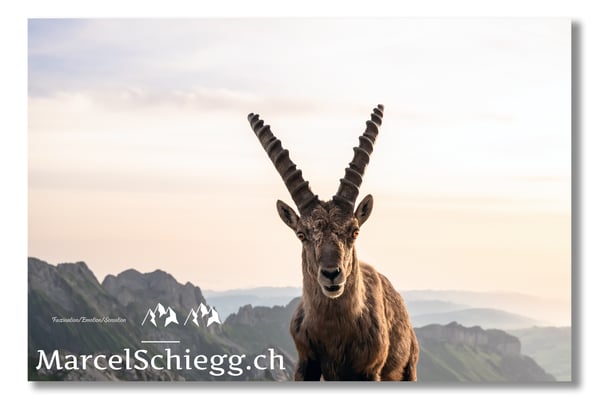 Steinbock/Alpstein Art.-Nr. MZ7-3159/22