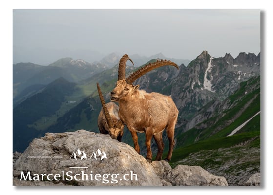Steinbock/Alpstein Art.-Nr. MZ7-3151/22