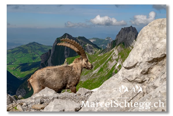 Steinbock/Alpstein Art.-Nr. MZ7-8616