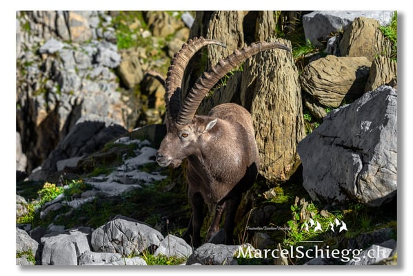 Steinbock/Alpstein Art.-Nr. MZ7-8039