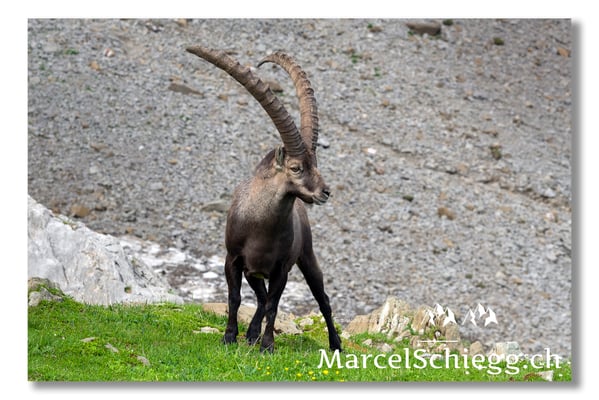 Steinbock/Alpstein Art.-Nr. MS5-4025