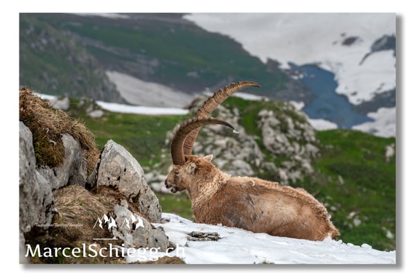 Marcel Schiegg, Marcel Schiegg Fotografie, Alpensteinbock, Steinbock, Wildtiere