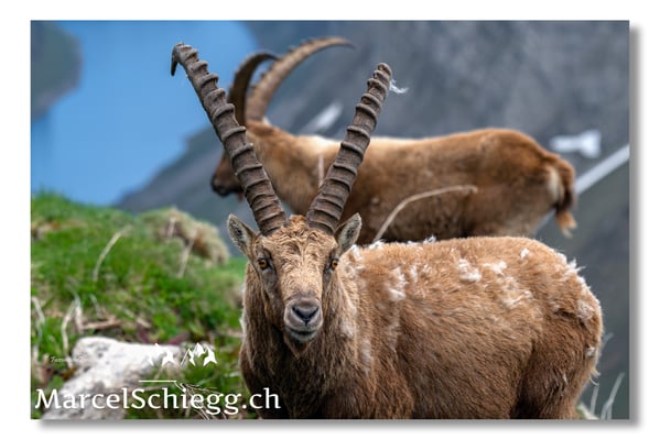 Marcel Schiegg, Marcel Schiegg Fotografie, Alpensteinbock, Steinbock, Wildtiere, Alpstein, Faehlensee