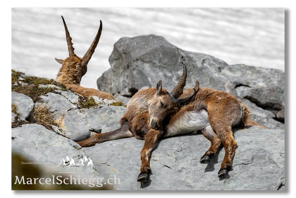 Marcel Schiegg, Marcel Schiegg Fotografie, Alpensteinbock, Steinbock, Wildtiere