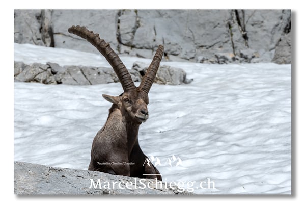 Steinbock/Alpstein Art.-Nr. MS5-3790