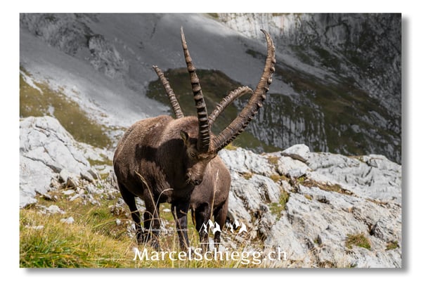 Marcel Schiegg, Marcel Schiegg Fotografie, Alpensteinbock, Steinbock, Wildtiere, Alpstein