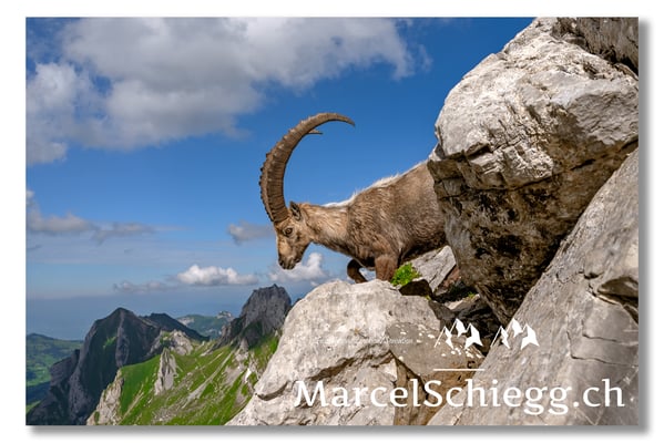Marcel Schiegg, Marcel Schiegg Fotografie, Berggasthaus Rotsteinpass, Alpensteinbock, Steinbock, Alpstein