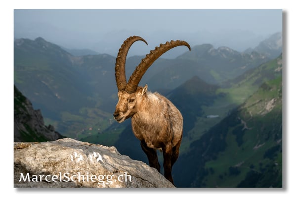 Marcel Schiegg, Marcel Schiegg Fotografie, Alpensteinbock, Steinbock, Wildtiere
