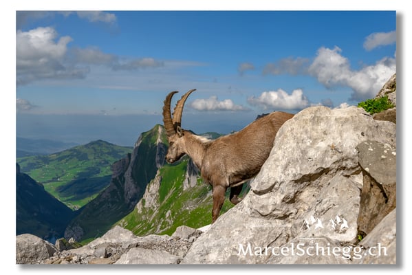 Steinbock/Alpstein Art.-Nr. MZ7-8588
