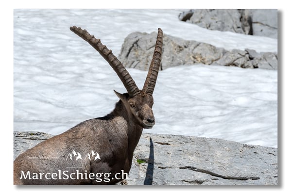 Steinbock/Alpstein Art.-Nr. MS5-3770