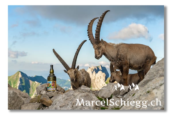 Marcel Schiegg, Marcel Schiegg Fotografie, Berggasthaus Rotsteinpass, Alpensteinbock, Steinbock, Alpstein