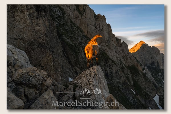 Marcel Schiegg, Marcel Schiegg Fotografie, Berggasthaus Rotsteinpass, Alpensteinbock, Steinbock, Alpstein