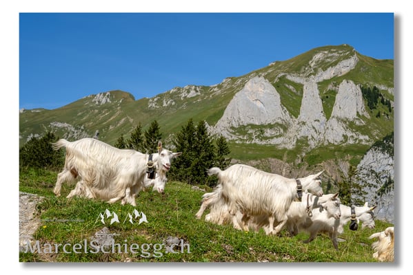Marcel Schiegg Fotografie, Tradition, Brauchtum, Alpfahrt, Oeberefahre, Appenzell, Appenzellerland, Öberefahre, Alpstein, Dreifaltigkeit