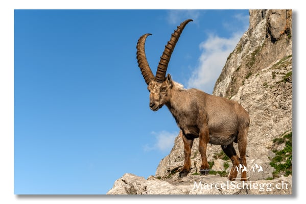 Steinbock/Alpstein Art.-Nr. MZ7-0618