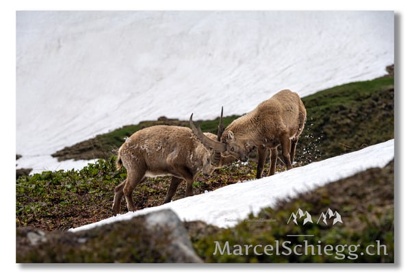 Marcel Schiegg, Marcel Schiegg Fotografie, Alpensteinbock, Steinbock, Wildtiere