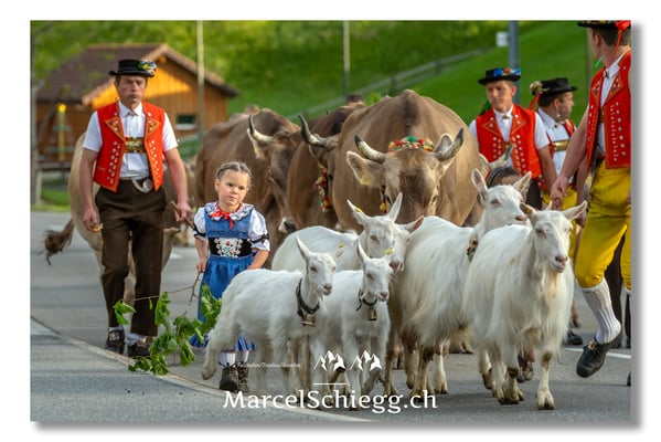 Marcel Schiegg Fotografie, Tradition, Brauchtum, Alpfahrt, Oeberefahre, Appenzell, Appenzellerland, Appenzellerziege