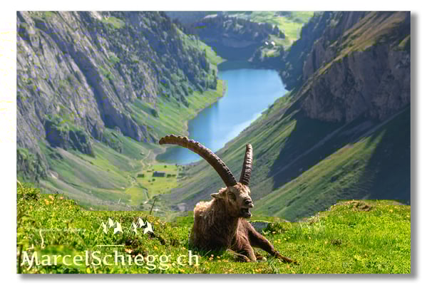 Marcel Schiegg, Marcel Schiegg Fotografie, Alpensteinbock, Steinbock, Wildtiere