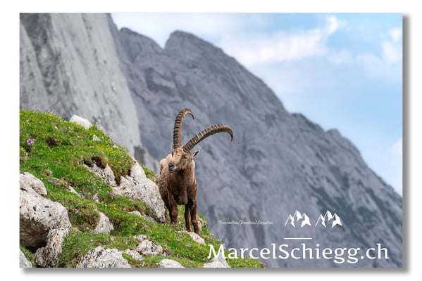 Marcel Schiegg, Marcel Schiegg Fotografie, Alpensteinbock, Steinbock, Wildtiere
