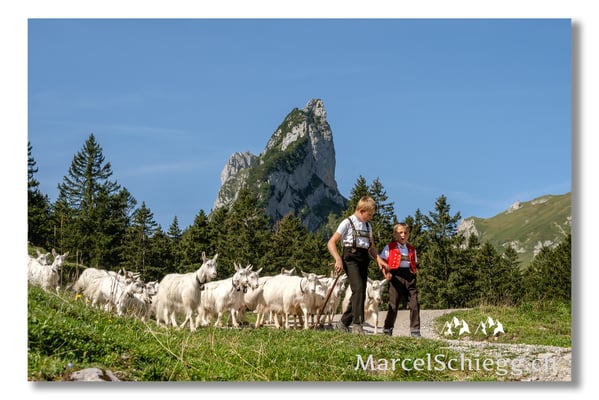 Marcel Schiegg Fotografie, Tradition, Brauchtum, Alpfahrt, Oeberefahre, Appenzell, Appenzellerland, Öberefahre, Alpstein