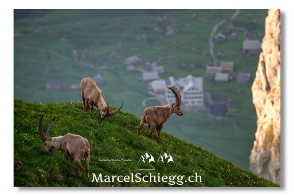 Marcel Schiegg, Marcel Schiegg Fotografie, Alpensteinbock, Steinbock, Wildtiere, Alpstein