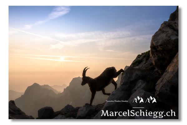 Marcel Schiegg, Marcel Schiegg Fotografie, Alpensteinbock, Steinbock, Wildtiere, Alpstein