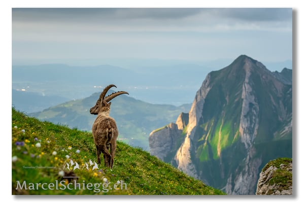 Marcel Schiegg, Marcel Schiegg Fotografie, Berggasthaus Rotsteinpass, Alpensteinbock, Steinbock, Alpstein