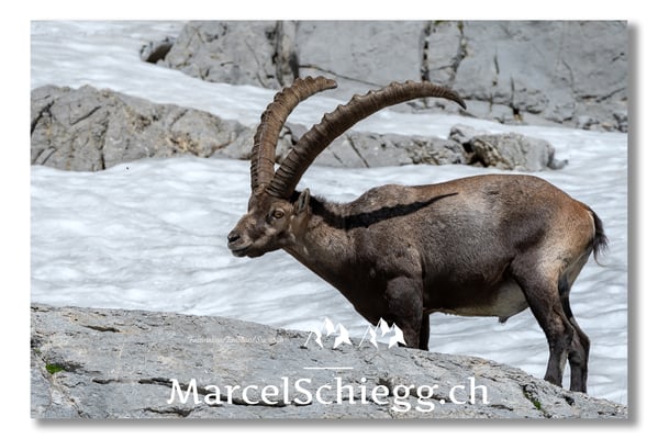 Steinbock/Alpstein Art.-Nr. MS5-3781