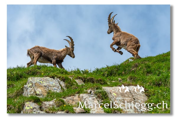 Steinbock/Alpstein Art.-Nr. MS5-9086