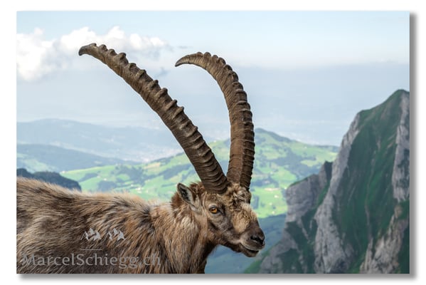 Marcel Schiegg, Marcel Schiegg Fotografie, Alpensteinbock, Steinbock, Wildtiere