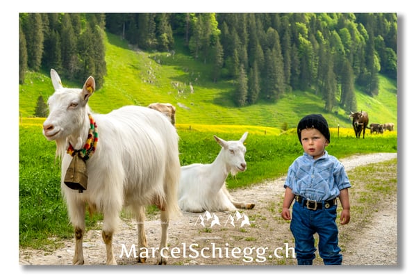 Marcel Schiegg Fotografie, Tradition, Brauchtum, Alpfahrt, Oeberefahre, Appenzell, Alpstein, Sämtis, Appenzeller Ziege