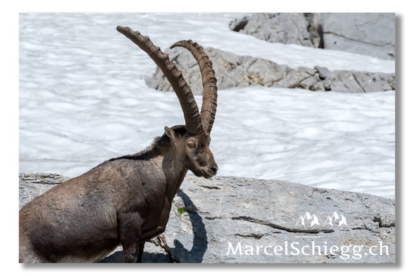 Steinbock/Alpstein Art.-Nr. MS5-3771