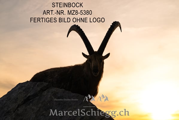 Marcel Schiegg, Alpensteinbock, Steinbock, Steinböcke