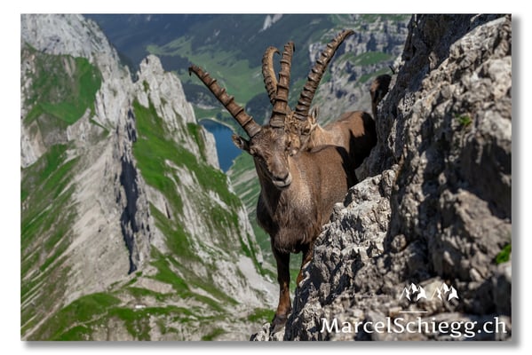 Marcel Schiegg, Marcel Schiegg Fotografie, Alpensteinbock, Steinbock, Wildtiere