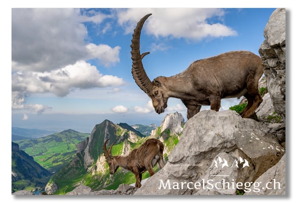 Marcel Schiegg, Marcel Schiegg Fotografie, Alpensteinbock, Steinbock, Wildtiere