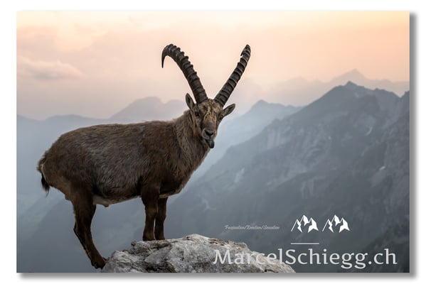 Marcel Schiegg, Marcel Schiegg Fotografie, Alpensteinbock, Steinbock, Wildtiere, Toggenburg