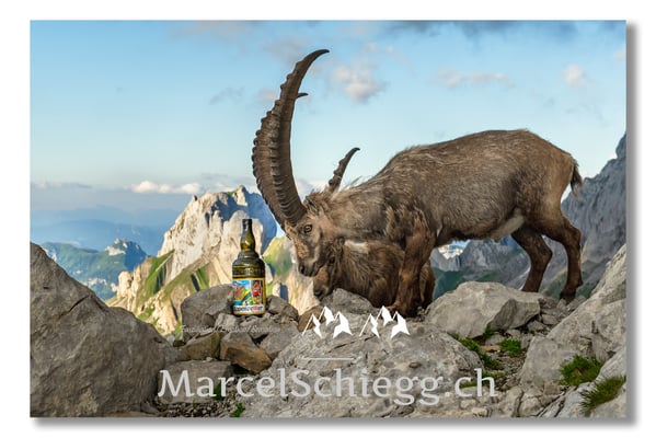 Steinbock/Alpstein Art.-Nr. MZ7-4076