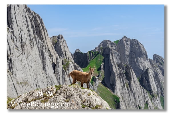 Steingeiss/Alpstein Art.-Nr. MS5-5174