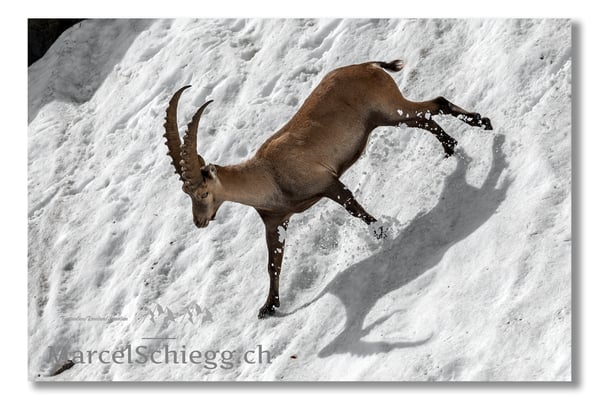 Steinbock/Alpstein Art.-Nr. MS5-3991