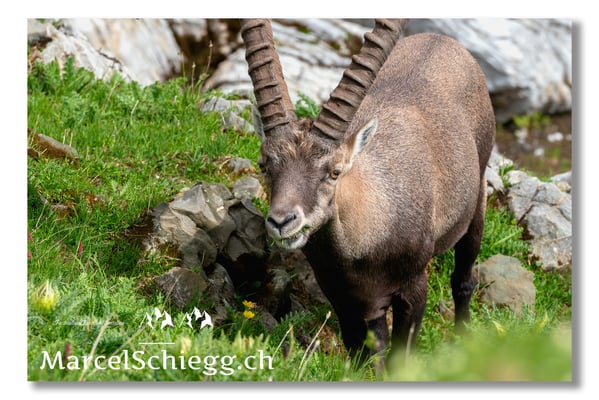 Steinbock/Alpstein Art.-Nr. MS5-3971