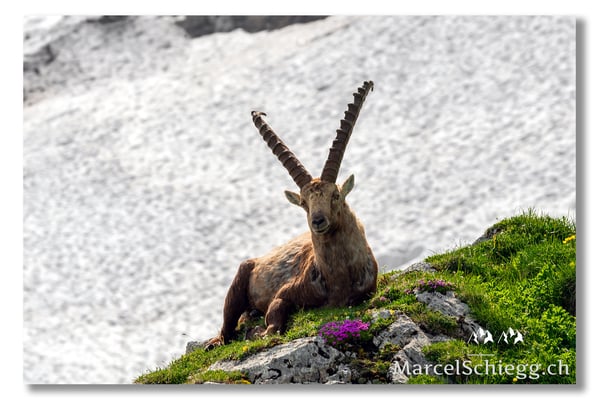 Steinbock/Alpstein Art.-Nr. MS5-2885