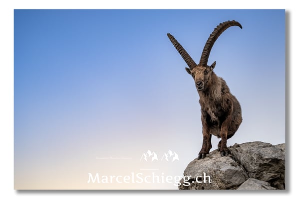 Steinbock/Alpstein Art.-Nr. MZ7-2737/22