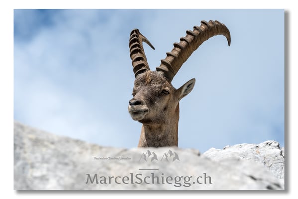 Steinbock/Alpstein Art.-Nr. MS5-3865
